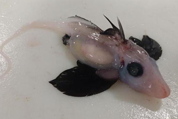 New Zealand scientist discovers a very rare Baby Ghost Shark